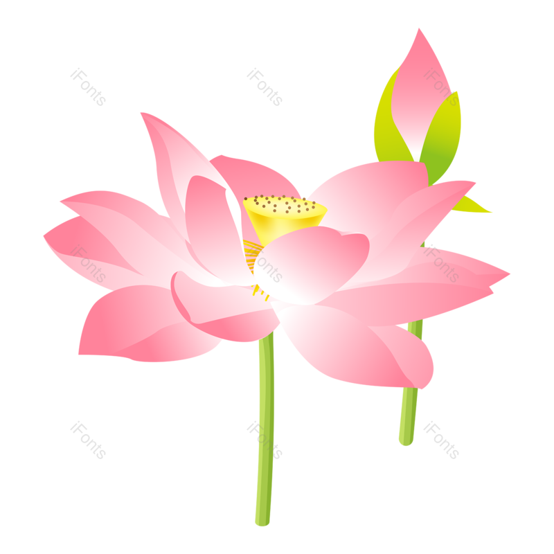 荷花图片,夏天元素,扁平PNG,植物免抠素材